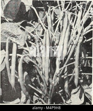 Bolgiano's capitol city seeds - 1960 (1960) (20390474235) Stock Photo