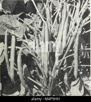 Bolgiano's capitol city seeds - 1963 (1963) (20390471395) Stock Photo