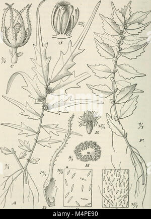 Botanische Jahrbcher fr Systematik, Pflanzengeschichte und Pflanzengeographie (1881 (i.e. Aug. 1880)-) (19779972274) Stock Photo