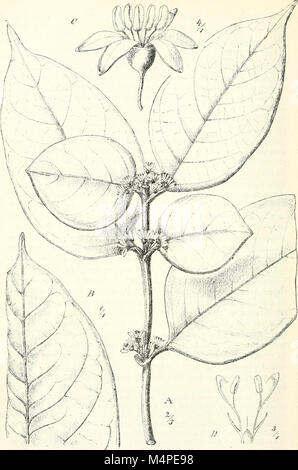 Botanische Jahrbcher fr Systematik, Pflanzengeschichte und Pflanzengeographie (1881 (i.e. Aug. 1880)-) (19781547143) Stock Photo