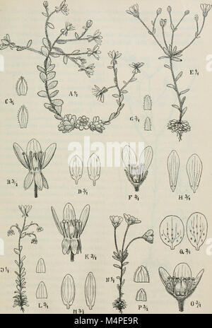 Botanische Jahrbcher fr Systematik, Pflanzengeschichte und Pflanzengeographie (1881 (i.e. Aug. 1880)-) (20214528148) Stock Photo