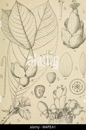 Botanische Jahrbcher fr Systematik, Pflanzengeschichte und Pflanzengeographie (1881 (i.e. Aug. 1880)-) (20214595908) Stock Photo