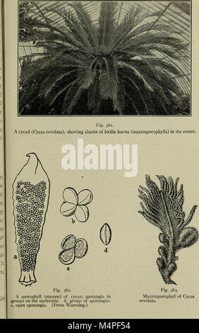 This botany textbook provides an introduction to plant biology, with a ...
