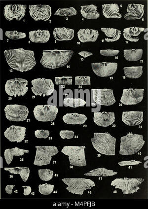 Brachiopoda and biostratigraphy of the Silurian-Devonian Delorme Formation in the District of Mackenzie, the Yukon (1984) (20381131296) Stock Photo