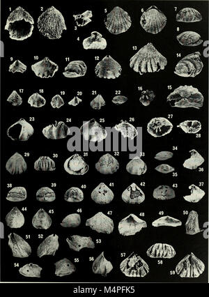 Brachiopoda and biostratigraphy of the Silurian-Devonian Delorme Formation in the District of Mackenzie, the Yukon (1984) (20407403715) Stock Photo