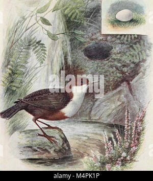 Britain's birds and their nests (1910) (14755394265) Stock Photo