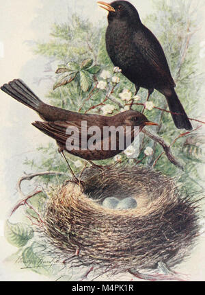 Britain's birds and their nests (1910) (14775278553) Stock Photo