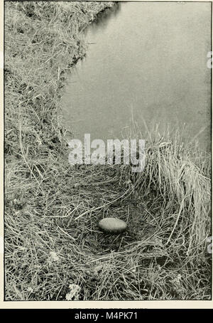 British birds' nests; how, where, and when to find and identify them (1898) (14562865940) Stock Photo