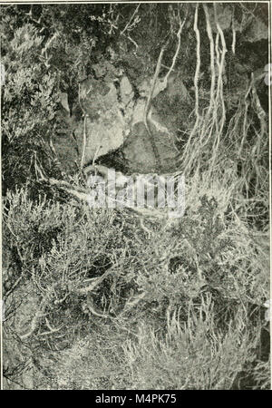 British birds' nests; how, where, and when to find and identify them (1898) (14562890349) Stock Photo