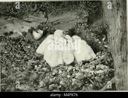 British birds' nests; how, where, and when to find and identify them (1898) (14562891440) Stock Photo