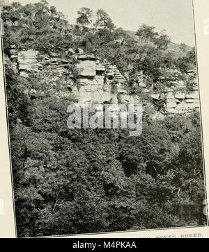 British birds' nests; how, where, and when to find and identify them (1898) (14769411333) Stock Photo