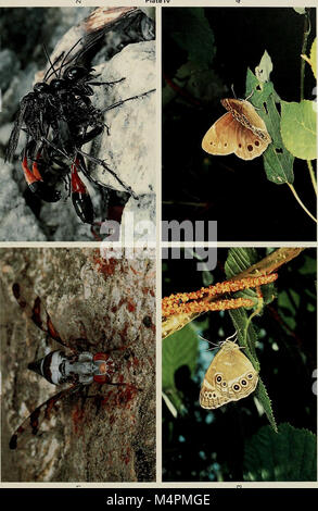 British journal of entomology and natural history (1991) (20391853516) Stock Photo