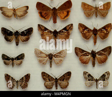 British journal of entomology and natural history (1995) (20230565048) Stock Photo