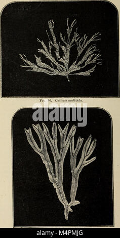 British marine algae - being a popular account of the seaweeds of Great Britain, their collection and preservation (1873) (19795763244) Stock Photo