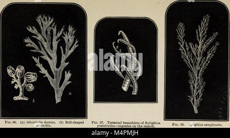British marine algae - being a popular account of the seaweeds of Great Britain, their collection and preservation (1873) (20231817159) Stock Photo