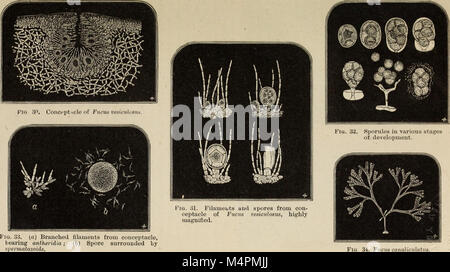 British marine algae - being a popular account of the seaweeds of Great Britain, their collection and preservation (1873) (20409752712) Stock Photo