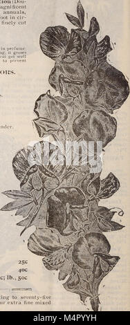 Annual catalogue 1902 - wholesale and retail seeds (1902) (19945609714) Stock Photo