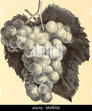 Annual catalogue and price list of the Royal Palm Nurseries - tropical and semi-tropical trees and plants and rare exotics for the greenhouse or lawn (1888) (18236424988)