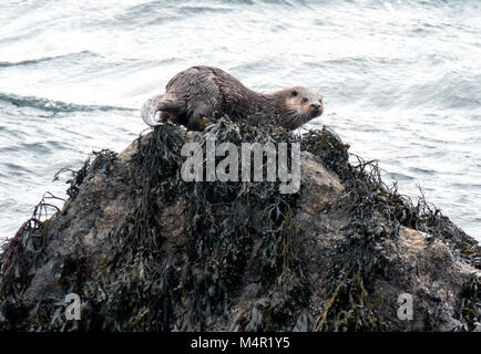 Sea Otter, Lutra lutra, carnivorous semi-aquatic mammal, Isle of Mull, Inner Hebrides, Scotland Stock Photo