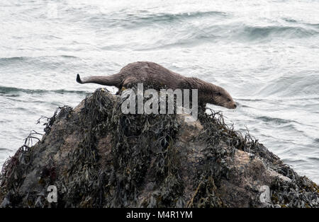 Sea Otter, Lutra lutra, carnivorous semi-aquatic mammal, Isle of Mull, Inner Hebrides, Scotland Stock Photo