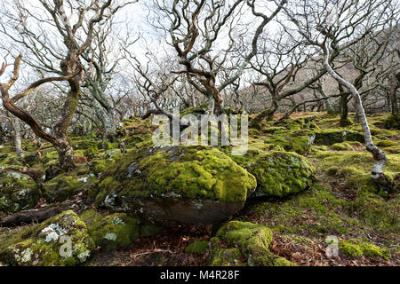 Sessile Oak (Quercus petraea) dwarfed woodland habitat, bent and stunted by wind, Isle of Mull, Inner Hebrides, Scotland