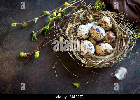 Easter Eggs in bird Nest on rustic metal background. Quail easter eggs with spring green leaves and feathers in nest on brown table with copy space. S Stock Photo
