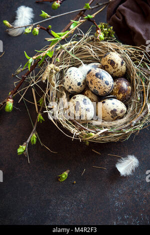 Easter Eggs in bird Nest on rustic metal background. Quail easter eggs with spring green leaves and feathers in nest on brown table with copy space. S Stock Photo