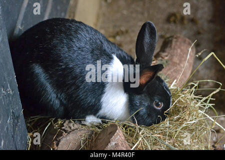 Black and white rabbit eating hay at Whipsnade Zoo Stock Photo