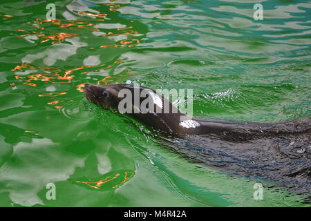 Sea lion swimming at Whipsnade Zoo, Bedfordshire, UK Stock Photo