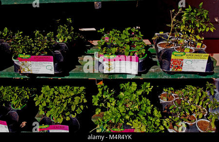 garden plants for sale at Home Depot Store, California, USA, Stock Photo