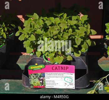 Catnip for sale at Home Depot Store, California, USA, Stock Photo