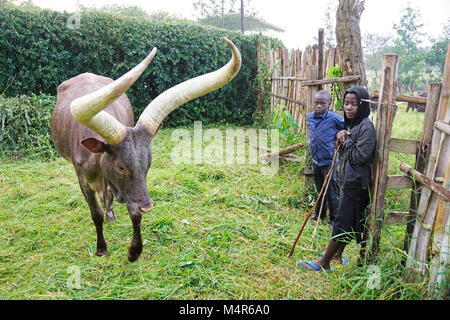 Two boy cowherds for Ankole long horned cattle on farm at Nshenyi Cultural Center near Kitwe, Uganda. Stock Photo