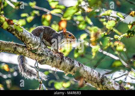 Profile of an alarmed Eastern Gray Squirrel, Sciurus carolinensis, perched in a White Birch tree in New Hampshire, USA. Stock Photo