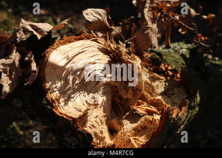 Nature photo of a splintered stump Stock Photo