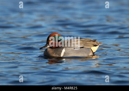 A male green winged teal swimming on a blue pond in winter Stock Photo