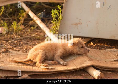 a sick stray dog lies on the street in a cardboard bed Stock Photo