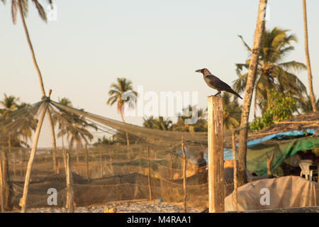 silhouette of a crow sitting on a wooden pole Stock Photo