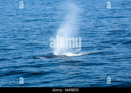 Eden's Whale (Balaenoptera edeni), a pending split from Bryde's Whale, is characterized by 5 rostrum ridges Stock Photo