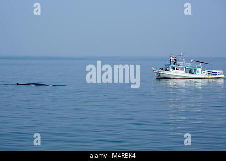 Eden's Whale (Balaenoptera edeni), a pending split from Bryde's Whale, is characterized by 5 rostrum ridges Stock Photo