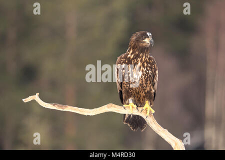 White tailed eagle shot from a hide in Sweden Stock Photo