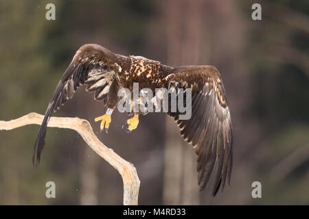 White tailed eagle shot from a hide in Sweden Stock Photo
