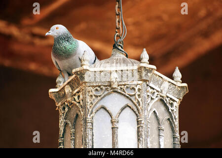 pigeon sitting on lamp in palace Stock Photo