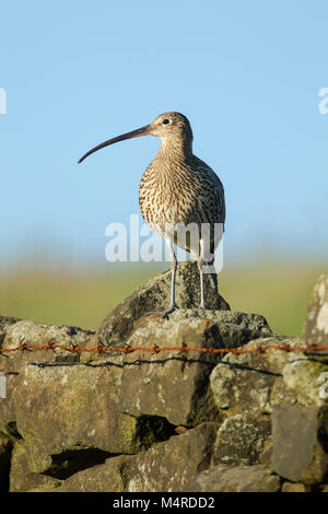 Eurasian Curlew, Latin name Numenius arquata, standing on a stone wall at a field edge with head turned showing curve of bill and plumage Stock Photo