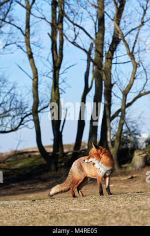Fox (Vulpes vulpes) Stock Photo