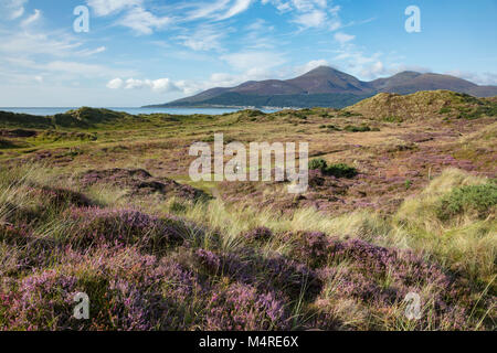 Heather and Mourne Mountains from Murlough Nature Reserve, County Down, Northern Ireland. Stock Photo