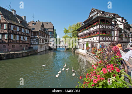 Maison des Tanneurs at La Petite France (Little France), swans on Ill river, Strasbourg, Alsace, Bas-Rhin, France, Europe Stock Photo