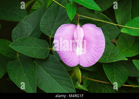 Spurred butterfly pea (Centrosema virginianum). Called Wild blue vine, Blue bell and Wild pea also Stock Photo
