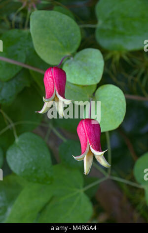 Whiteleaf Leather flowers (Clematis glaucophylla) Stock Photo
