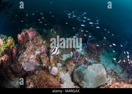 Banded coral shrimp feeding in the barrel of sponge on a coral reef ...