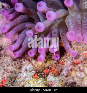 Giant sea anemone on the reef Stock Photo
